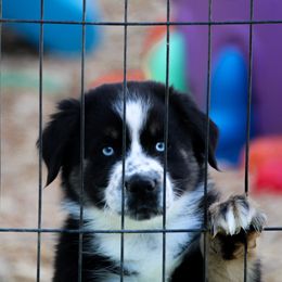 Pepa - Australian Shepherd puppy in Coldwater, Michigan from Northern Star Australian Shepherds