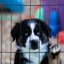 Pepa - Australian Shepherd puppy in Coldwater, Michigan from Northern Star Australian Shepherds