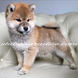 Haru - Red male Shiba Inu puppy in Tualatin, Oregon from Shiba Paradise