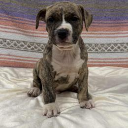 Fawn Brindle Male Blaze - Fawn brindle male American Pit Bull Terrier puppy in Nine Mile Falls, Washington from Bartin Kennels