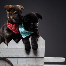 German Shepherd Puppies from Barenstadt Kennels