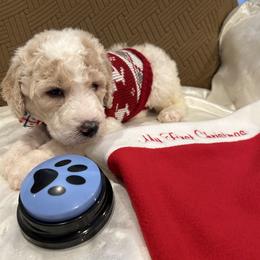Zane - Parti male Poodle puppy in Mobile, Alabama from Semmy’s Standard Poodle LLC