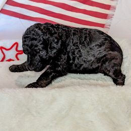 Poodle Puppies from Future Pioneers Farming