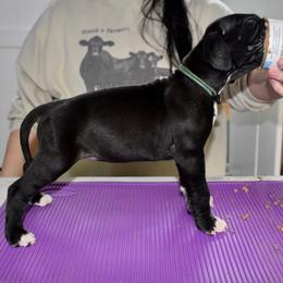 Rebel - Black and white female Great Dane puppy in Chapmansboro, Tennessee from Balthrop Bend Farms