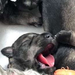 Miniature Schnauzer Puppies from MoonShadow Miniature Schnauzers