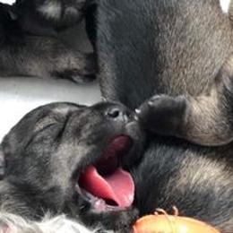 Miniature Schnauzer Puppies from MoonShadow Miniature Schnauzers