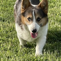 Georgie - Pembroke Welsh Corgi