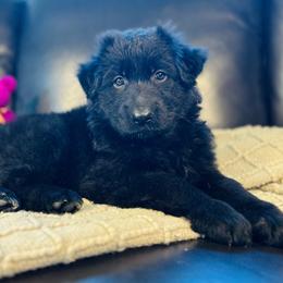 Violet - Black female German Shepherd puppy in Augusta, Wisconsin from Wehrhaus German Shepherds