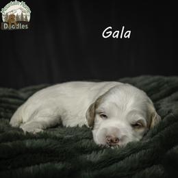 Gala - Apricot female Australian Labradoodle puppy in Cashmere, Washington from Mountain Home Doodles