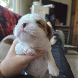 Boy 5 Teddy - Cavalier King Charles Spaniel puppy from Cinnamon the Cavalier King Charles