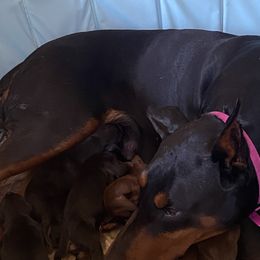 Doberman Pinscher Puppies from Fox Farm Kennel