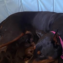 Doberman Pinscher Puppies from Fox Farm Kennel