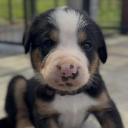 Purple girl - Black, white and red female Greater Swiss Mountain Dog puppy in Woodland, Washington from Woodland Swissie’s