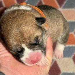 Orange - Red male Pembroke Welsh Corgi puppy in Glenwood, Minnesota from Minnewaska Corgi Co