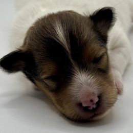 PRINCESS - Sable & white female Toy Shetland Sheepdog puppy in Livonia, Michigan from M7’s Shelties, Toonies & AussieDoodles