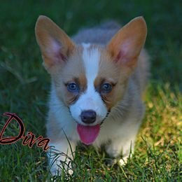 Diva - Red female Pembroke Welsh Corgi puppy in Hartford, Arkansas from Chase Em All Corgis
