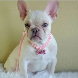 Carla French Bulldog - White French Bulldog puppy in San Francisco, California from Bossalini French Bulldogs
