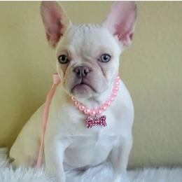 Carla French Bulldog - White French Bulldog puppy in San Francisco, California from Bossalini French Bulldogs
