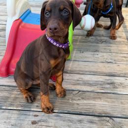 Purple Female - Red and rust female Doberman Pinscher puppy in Madison, Indiana from Jensen Dobermans and Dachshunds
