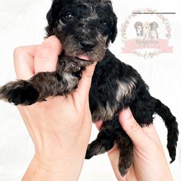 Female Pick Number 3 - Blue merle female Aussiedoodle puppy in Corydon, Indiana from Ridgeline Doodles