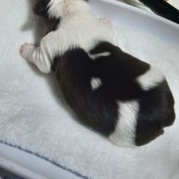 Ryker - Chocolate, tan and white male Yorkshire Terrier puppy in Hartford City, Indiana from Dare to Dream Yorkies