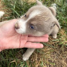 Pomsky Puppies from Fluff and Feathers