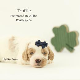 Truffle (Grey Collar Boy) - Blenheim male Cavapoo puppy in Republic, Missouri from Red Skye Puppies
