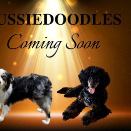 Aussiedoodle puppies from Boxcar Doodles and Poodles