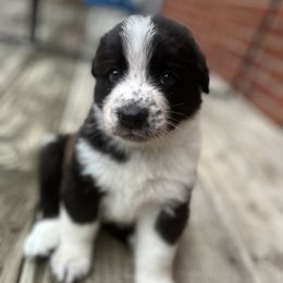 English Shepherd Puppies from LiquidMoon English Shepherds