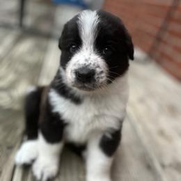 English Shepherd Puppies from LiquidMoon English Shepherds