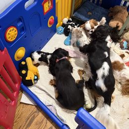 Cavalier King Charles Spaniel Puppies from Reynolds Farms Cavaliers