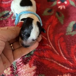 Blue boy - Blue male Australian Cattle Dog puppy in Chelsea, Oklahoma from CT Mini Heelers