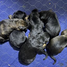 Jay - Black and red female German Shepherd puppy in Carbondale, Kansas from Cunningham German Shepherds, LLC