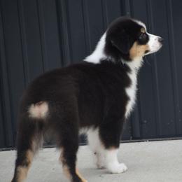 Chug - Black tri-color male Australian Shepherd puppy in Jameson, Missouri from Sky Creek