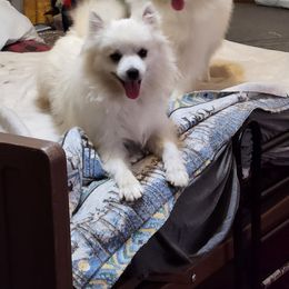 Aiden - American Eskimo Dog