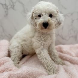 Pearl - Parti female Goldendoodle puppy in Kansas City, Kansas from Bella & Ivy’s Mini Goldendoodles of KC