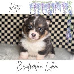 Kate- Fluffy - Gray and white female American Corgi puppy in Greenwood, Indiana from Witch Creek Corgis