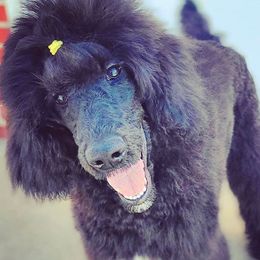 Poodles from Zodiac Standard Poodles