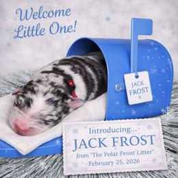 Jack Frost - Blue merle male Australian Shepherd puppy in Dalton, Georgia from Furtabulous Paws Australian Shepherds & Border Collies