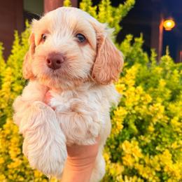 McGraw (Tim) - Caramel cream male Australian Labradoodle puppy in Millville, California from Hope Lane Kennels