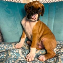 Boy 3 - Fawn male Boxer puppy in Prestonsburg, Kentucky from Bre’s Boxers