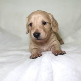 Melia - Cream female Dachshund puppy in Texarkana, Texas from Lolo&CoDachshunds