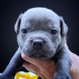 Italian Ice - Blue female Staffordshire Bull Terrier puppy in Dallas, Texas from Wild Blue Staffords