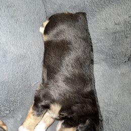 Ozzy - Black phantom male Aussiedoodle puppy in Warrensburg, Missouri from Dreamer Ridge Puppies