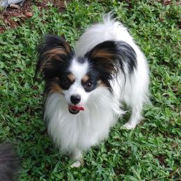 Flynn - Papillon