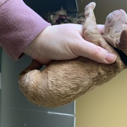 Goldendoodle Puppies from Cruella’s Doodles