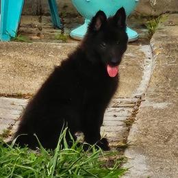 Sea Majors Moonshadow of Winter - Black female Belgian Sheepdog puppy in Virginia Beach, Virginia from Sea Major Belgians