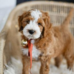 Nicholas - Red  male Goldendoodle puppy in Pasco, Washington from Sunset Grove
