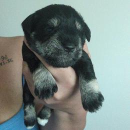 Green - Black and silver female Miniature Schnauzer puppy in Thomasville, North Carolina from J&J's Future Horizons Kennel
