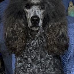 Poodles from Canoe Creek Spoos